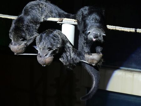 Three black beavers eating food from coconut husksの写真素材