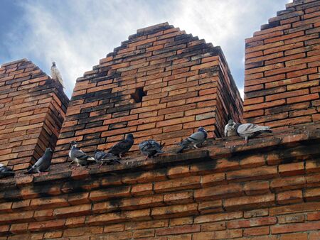 Pigeons perched on a ledge of an old wall at an ancient cityの写真素材