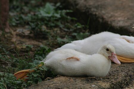 Close up of a white duckling with its legs stretched out in the grassの写真素材