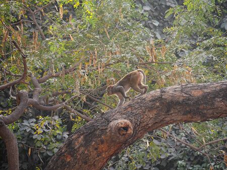 Wide shot of  a monkey climbing on a big tree in the forestの写真素材