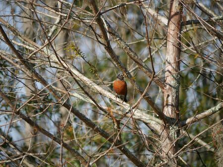 Beautiful robin perched on a branch of a leafless treeの写真素材