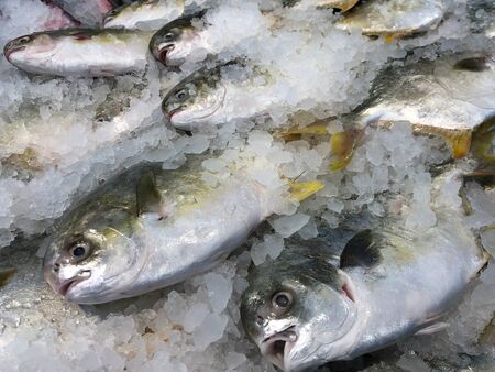 Close up of fresh fish sold at a seafood market