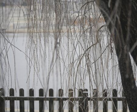 Background of willow twigs covered in ice hanging over a wooden fence