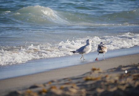 Two birds waslking along the shorelineの写真素材