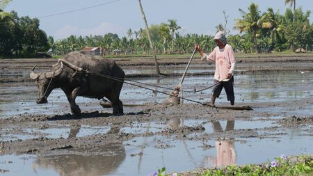 Banay Banay, Davao Oriental, Philippines - March 2016: A farmer and his carabao toil in the muddy...