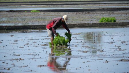Banay Banay, Davao Oriental, Philippines - March 2016: A farm worker prepares the rice seedling for planting.のeditorial素材