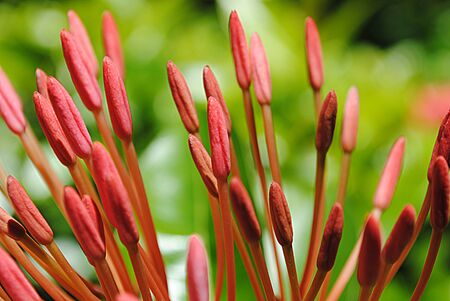 Beautiful bouquet of red spike flowers, soft backgroundの写真素材