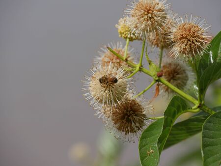 Clusters of wild teasel or fuller's teasel, with a bumble bee sucking nectar