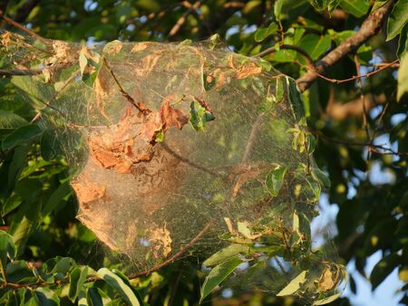 Silken web of webworms wrap and kill leaves of trees