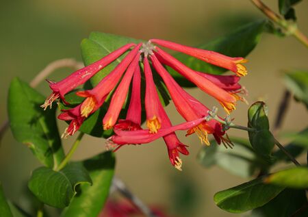 Medium close up of bright red tubes of budding flowers, blurred backgroundの写真素材