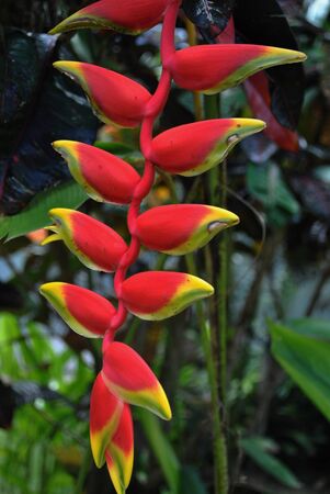 Branch of red strelitzia bird of paradise flowers, soft background