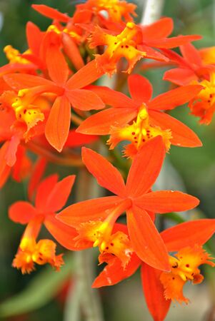 Five-star orange orchid flowers, portrait viewの写真素材