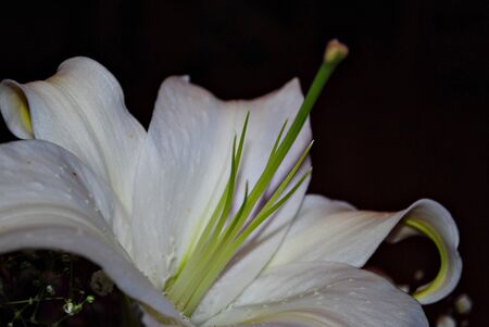 Close up of a white lily flower in dark backgroundの写真素材