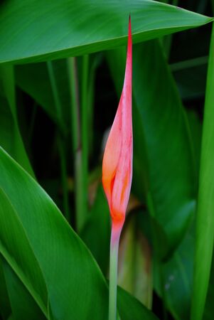 Bird of paradise flower shooting up surrounded by green leaves