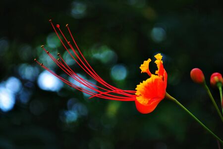 Brilliant red flower with bokeh in the background