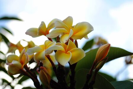 Beautiful yellow plumeria or frangipani flowers, soft backgroundの写真素材