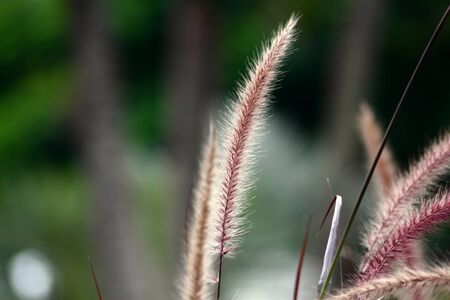 Wide shot of a purple fountain grass, soft backgroundの写真素材