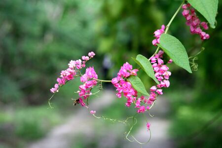 Beautiful stalk of pink coral vine, with a bumblee bee sipping nectar from a flower