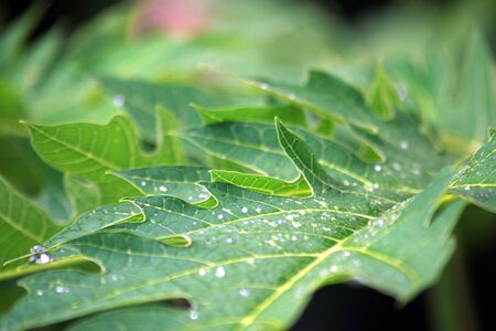 Side view of green leaves glistening with dewdrops