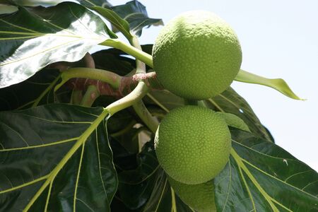 Upward shot of two green breadfruit hanging from a tree. 