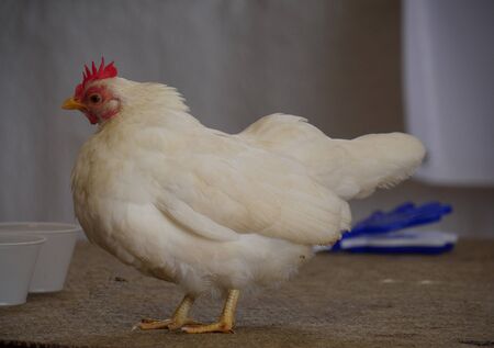 Full view of a white chicken in a cage at an agriculture fair.