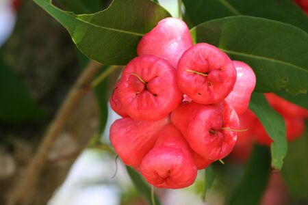 Bunch of bright red rose apples hanging from the tree, soft backgorund
