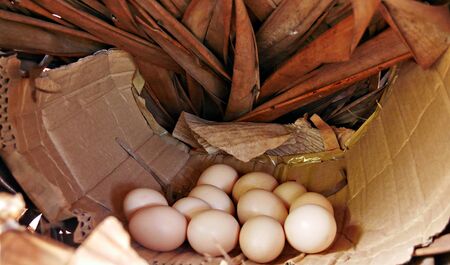 A dozen eggs laid by a free range chicken on a cardboard and woven coconut leaves