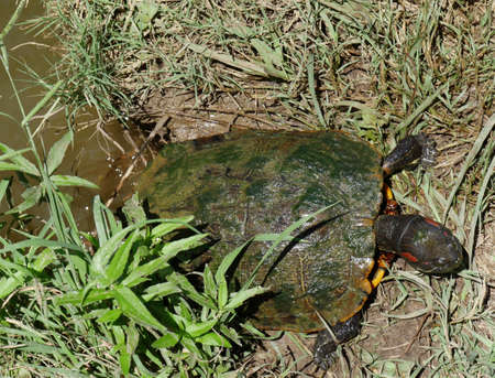Turtle crawling out of the pond all covered in green