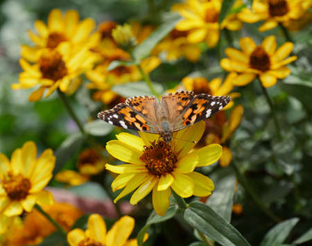 A brown and orange butterfly sips nectar from a yellow flower in the garden