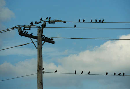 A flock of birds perched on electric wires and power post on a bright day