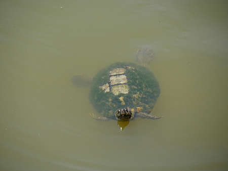 Small turtle swimming in murky green waters of a pond, with molds on its shell