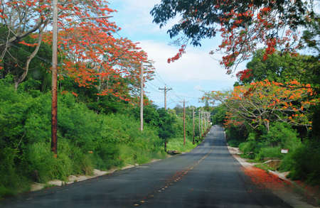 Blooming flame trees decorate the roads in Saipan usually from February to July each year.の写真素材