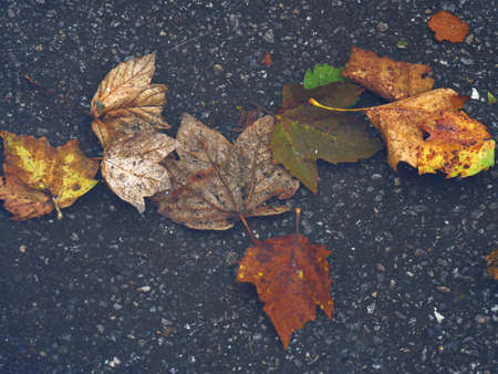 Colorful dead leaves fallen into the ground and covered with water.の写真素材