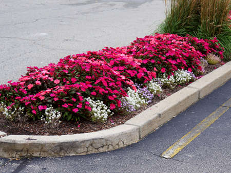 Colorful flowers planted outside by a concrete pavementの写真素材