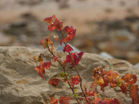 A colorful plant with leaves bursting inred and orange grows on the side of a rock,with blurred...