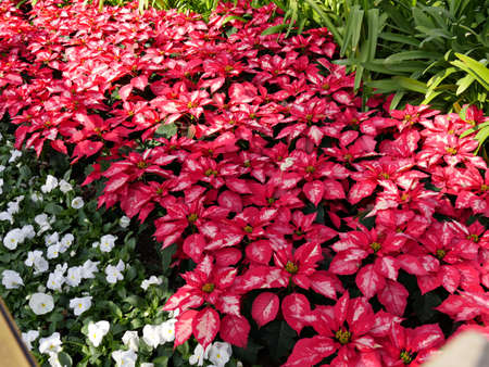 Beautiful carpet of redpoinsettias and white flowers in a gardenの写真素材