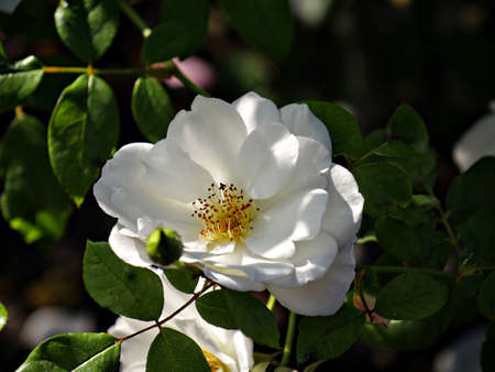 Top close up view of a white flower with yellow center in a gardenの写真素材