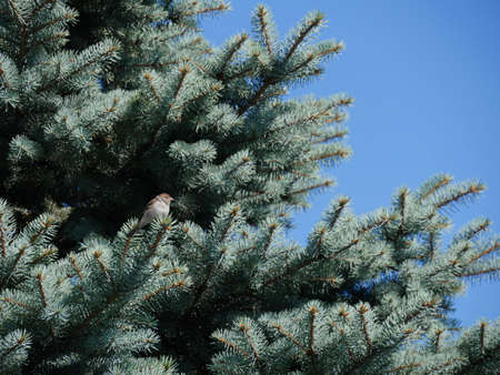 Wide shot of the branches of a cedar tree with a small bird perched on a branchの写真素材