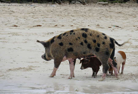 A mother pig walks in the white sand beach with piglets at the Exuma Cays in the Bahamas.の写真素材