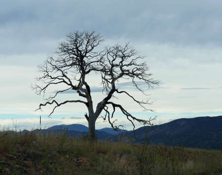 Leafless tree standing alone on a sloping area