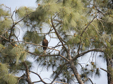 Upward shot of a pine tree with a n eagle perched on a branch