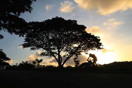Silhouette of a tree with a man pedalling a bike uphill at sunriseの写真素材