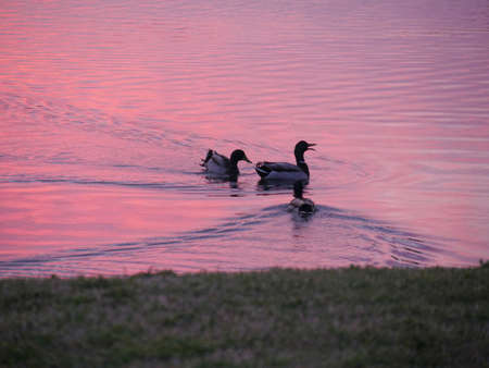 Ducks swimming close to the shoreline of a lake at sunset Ducks swimming close to the shoreline of a lake at sunsetの写真素材