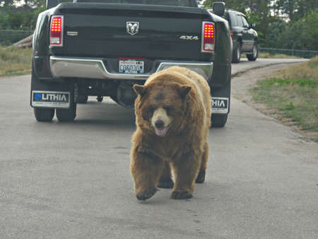 Bear Country, South Dakota- July 2018: A big brown bear cuts through the traffic and walks in between cars on the road.のeditorial素材