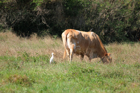 Cows grazing in a meadow oの写真素材