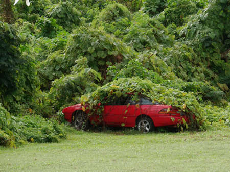 SAIPAN, CNMIâDECEMBER 2016:  An abandoned red car covered by thick vines and foliage in the junglesのeditorial素材