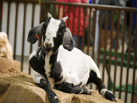 Black and white goat lying on a big rockの写真素材