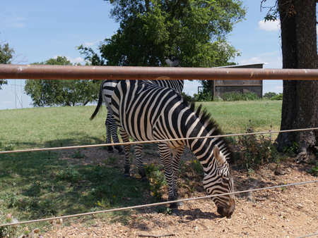 A zebra pecks on the ground close to a fenceの写真素材