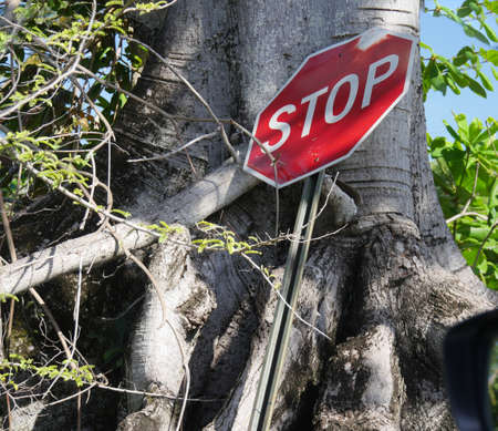 Stop sign leaning against the trunk of a big treeの写真素材
