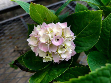 Downward, medium close up of a bouquet of hydrangea flowers